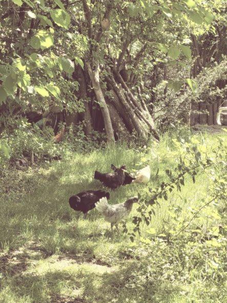 Familienfreundliche Grosszuegige Ferienwohnung Schlierachwelle Zwischen Schliersee Und Tegernsee ハウスハム エクステリア 写真